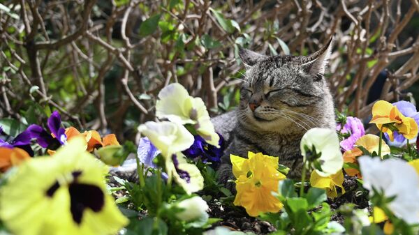 Кошка в Никитском ботаническом саду в Крыму