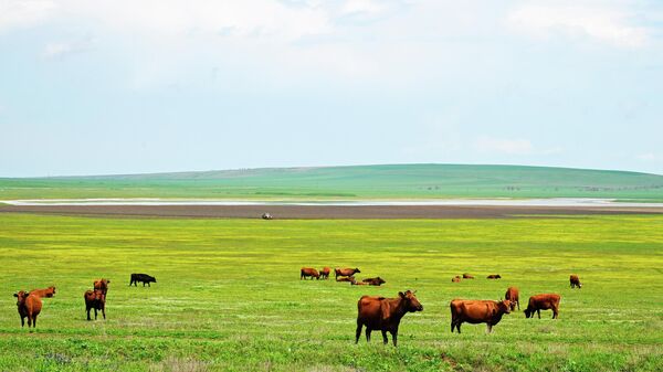 Коровы пасутся в Опукском природном заповеднике на юге Керченского полуострова в Крыму.