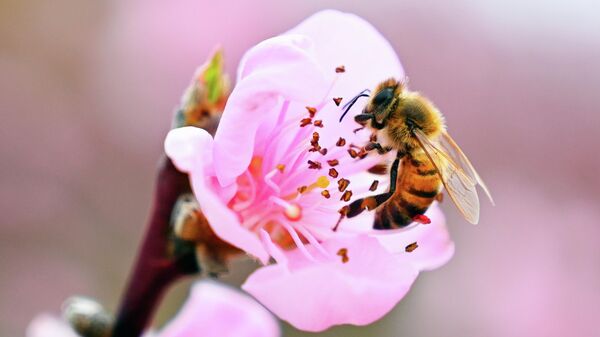Пчела собирает пыльцу с цветка персикового дерева