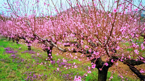Цветение персиковых деревьев на территории экоусадьбы семьи Горьковенко в Крыму