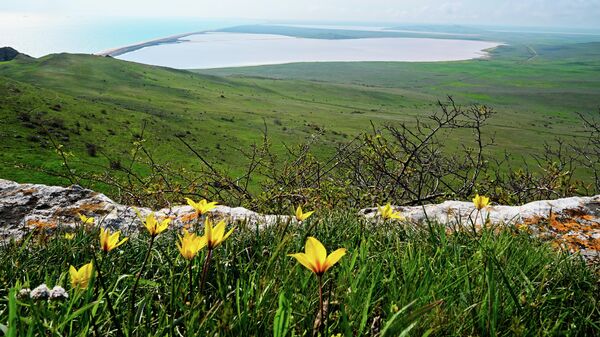 Цветение тюльпана Биберштейна на горе Опук в Крыму