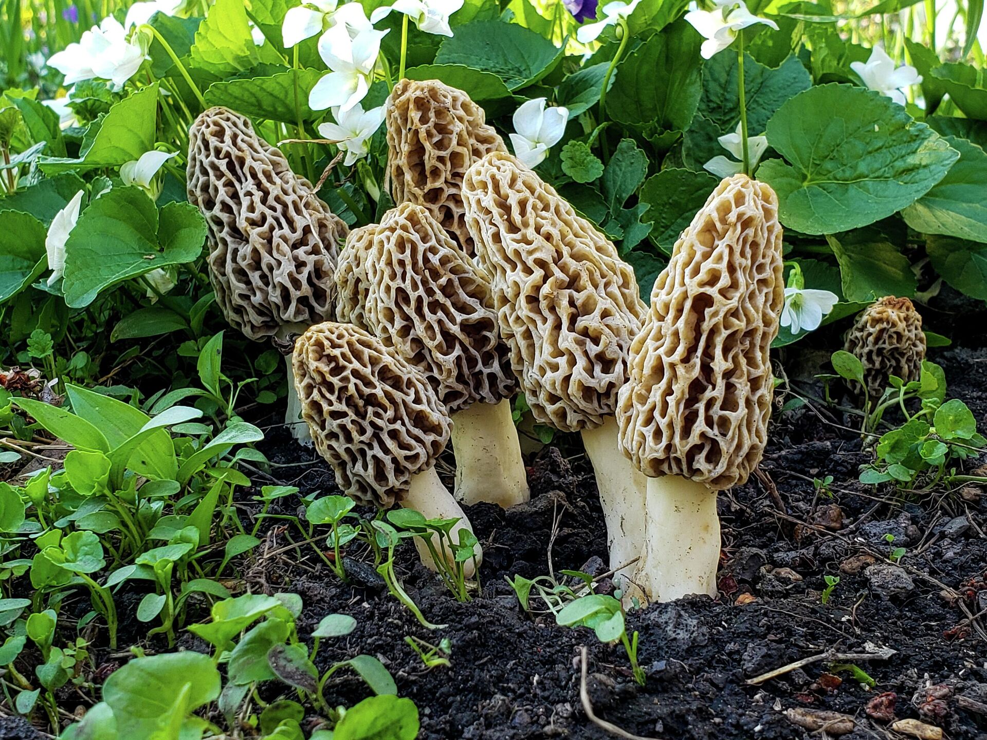 Как выглядят сморчки грибы и где они растут фото