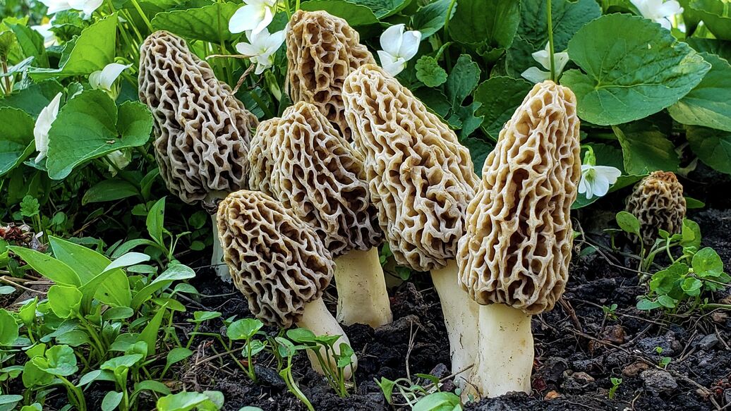 CC BY-SA 4.0 / DrewHeath / Group of Morchella esculenta found in Knox County, Illinois in May 2020 / Cropped image<br>Сморчки съедобные. Архивное фото