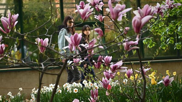Посетители рассматривают цветы магнолии на Весеннем фестивале цветов в Ботаническом саду МГУ Аптекарский огород 