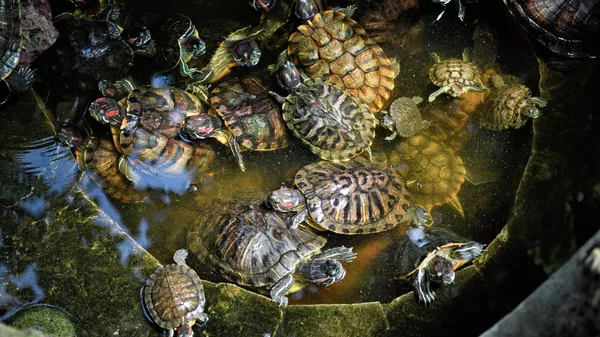 Черепахи в ботаническом саду-институте ДВО РАН