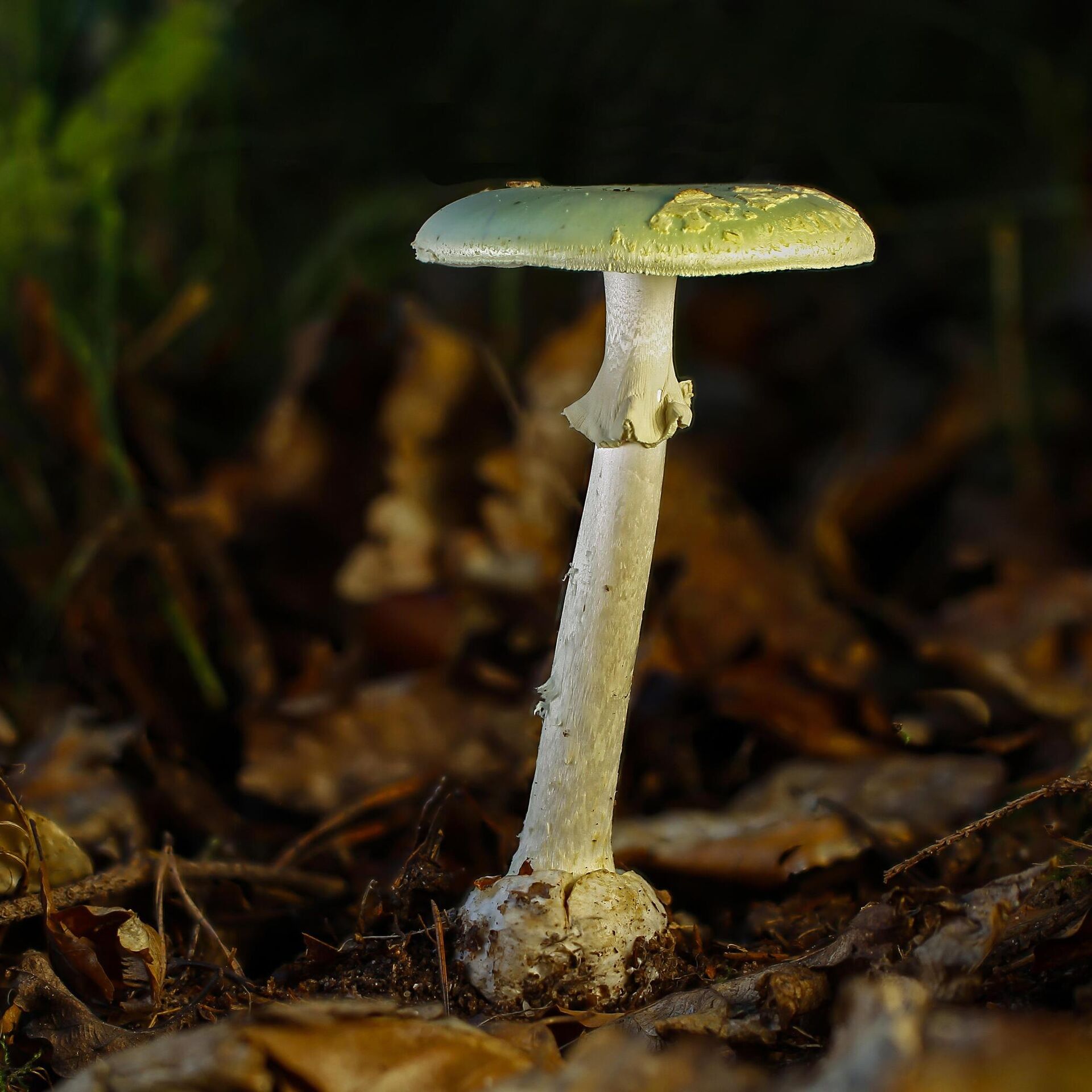 Покажи поганку. Бледная поганка гриб. Поганки грибы ядовитые. Бледная поганка (мухомор зеленый). Бледная поганка гриб фото.