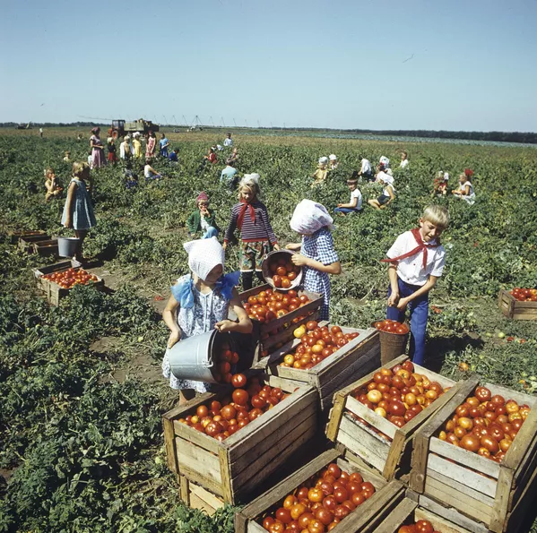 Сбор урожая томатов в колхозе Советская Россия