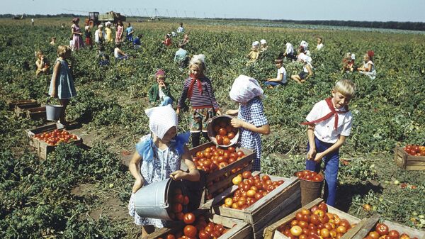 Сбор урожая томатов в колхозе Советская Россия