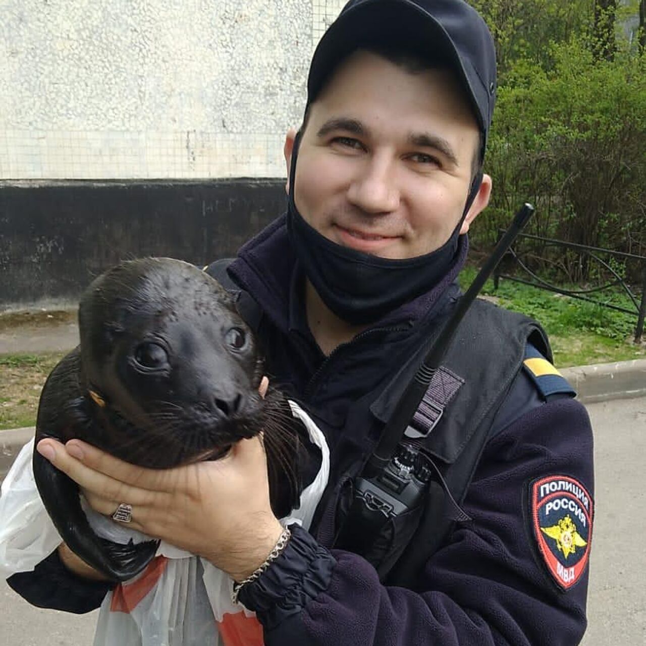 В Петербурге полицейские спасли нерпенка, которого едва не заклевали чайки  - РИА Новости, 19.05.2022