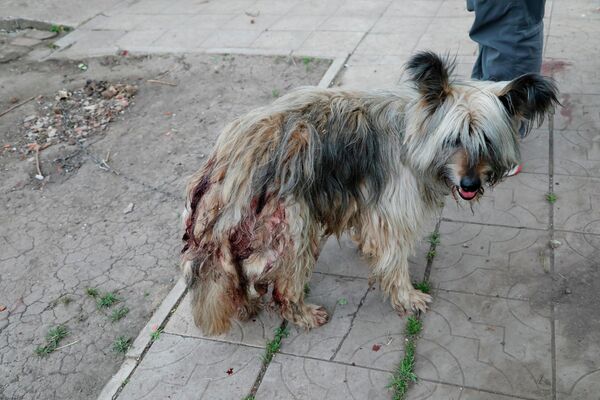 Собака, раненная после обстрела села Солохи в Белгородской области