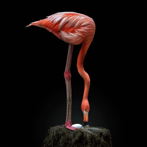 Снимок Nesting flamingo фотографа из Перу Pedro Jarque Krebs, получивший награду Merit Award на конкурсе All About Photo Awards 2022