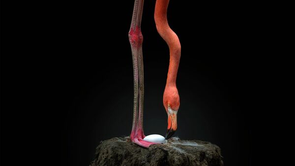 Снимок Nesting flamingo фотографа из Перу Pedro Jarque Krebs, получивший награду Merit Award на конкурсе All About Photo Awards 2022 Снимок Nesting flamingo фотографа из Перу Pedro Jarque Krebs, получивший награду Merit Award на конкурсе All About Photo Awards 2022