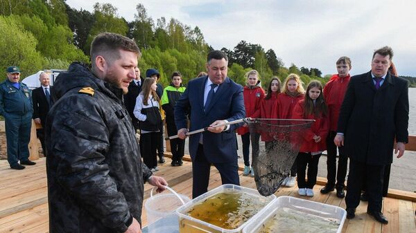 В Тверской области в Волгу выпустили 10 тысяч штук молоди стерляди