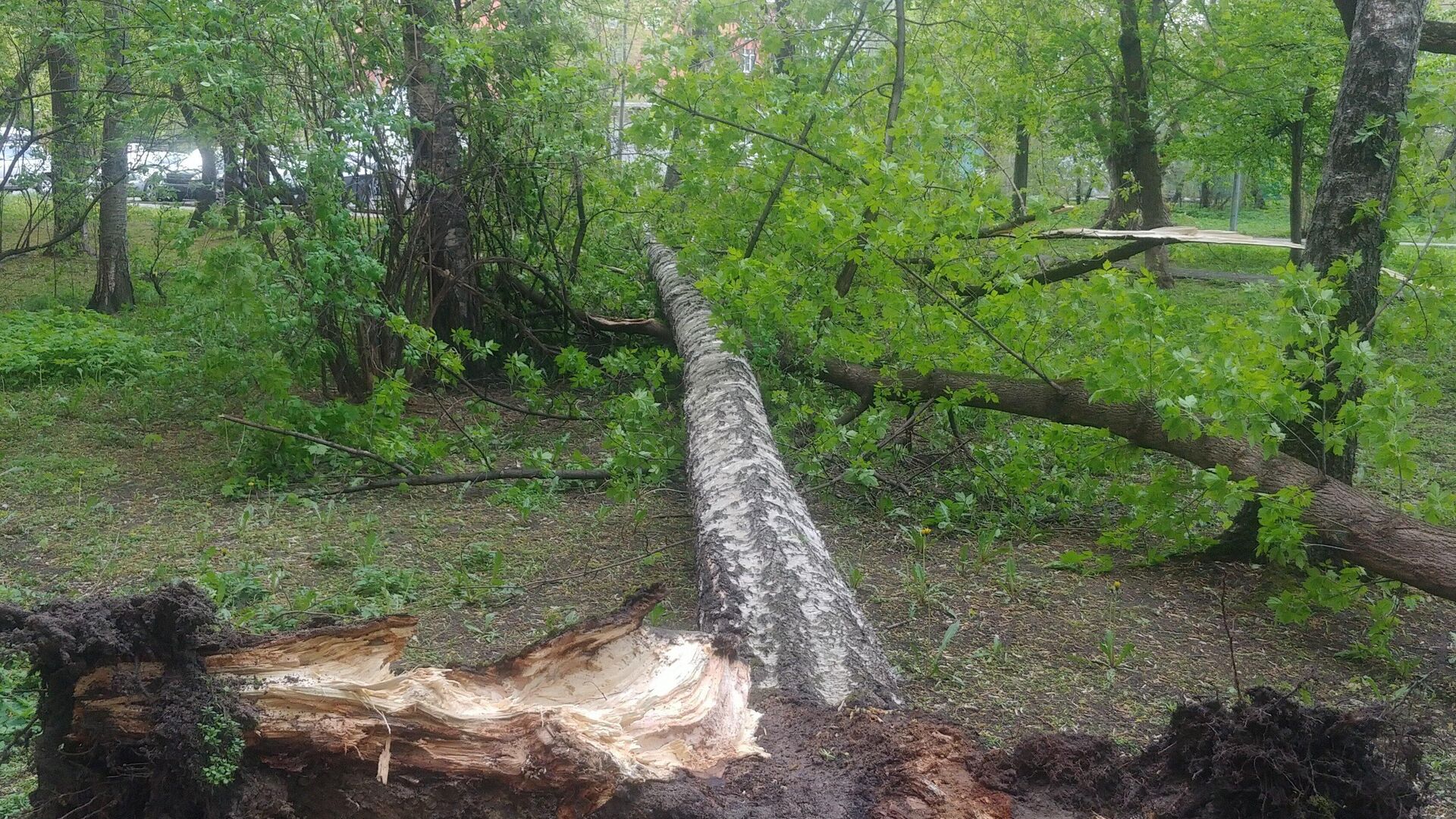 Последствия падения двух деревьев на ул. Ивантеевская. 13 мая 2022 - РИА Новости, 1920, 13.05.2022
