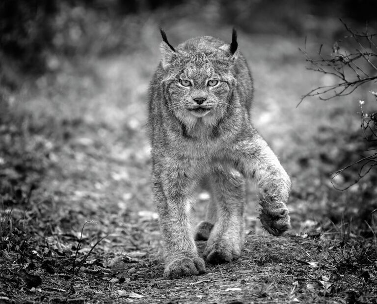 Снимок Wild Lynx on the prowl фотографа из Канады Mark Duffy, получивший награду Merit Award на конкурсе All About Photo Awards 2022