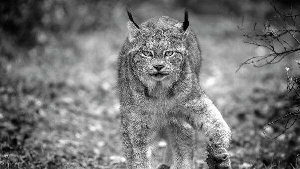 Снимок Wild Lynx on the prowl фотографа из Канады Mark Duffy, получивший награду Merit Award на конкурсе All About Photo Awards 2022