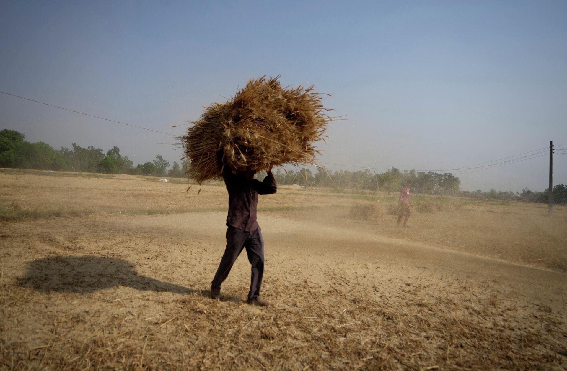 Сбор урожая пшеницы недалеко от Джамму, Индия. 28 апреля 2022 - РИА Новости, 1920, 20.05.2022