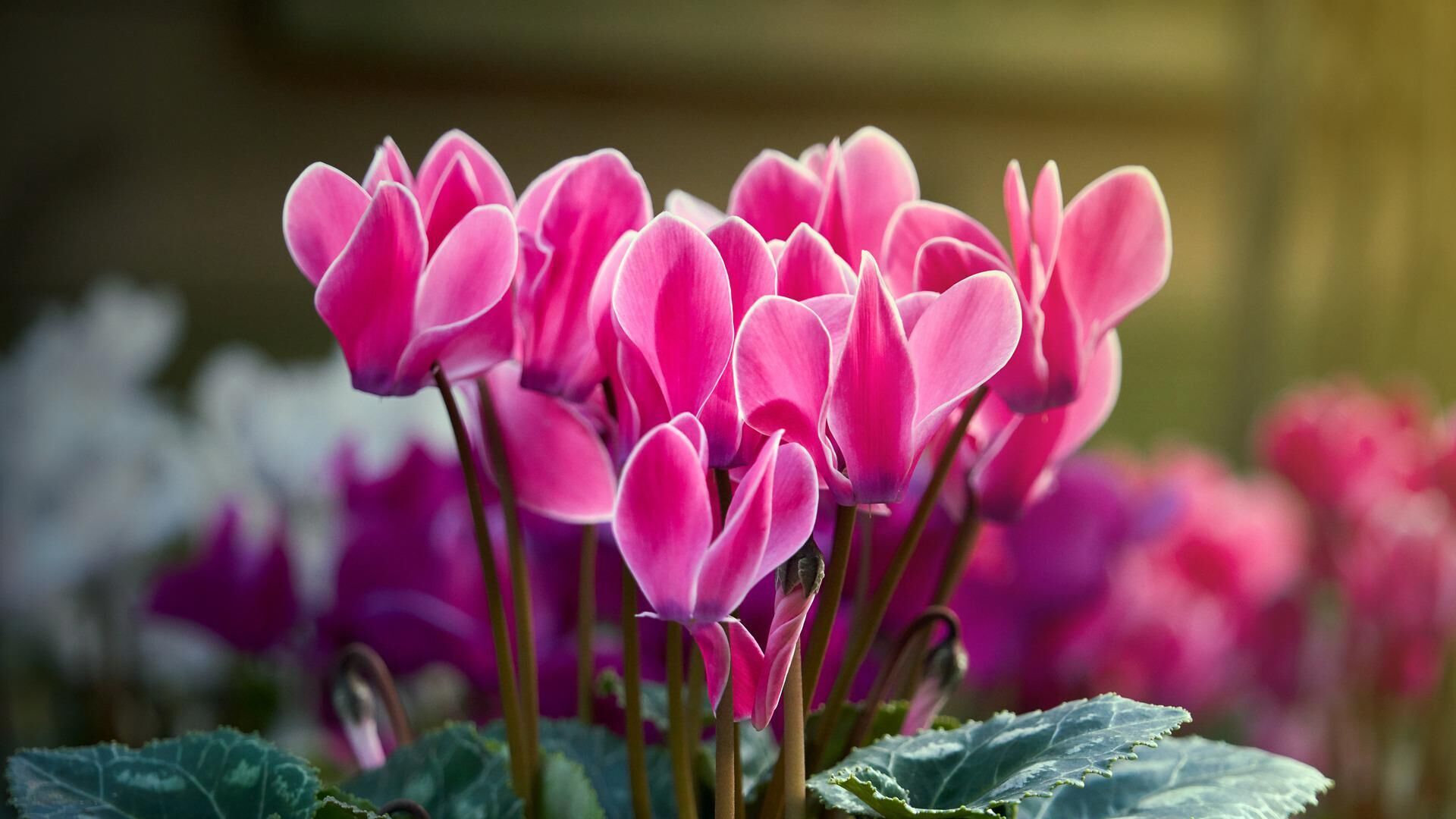 Цикломения — декоративный цветок: уход и размножение в домашних условиях