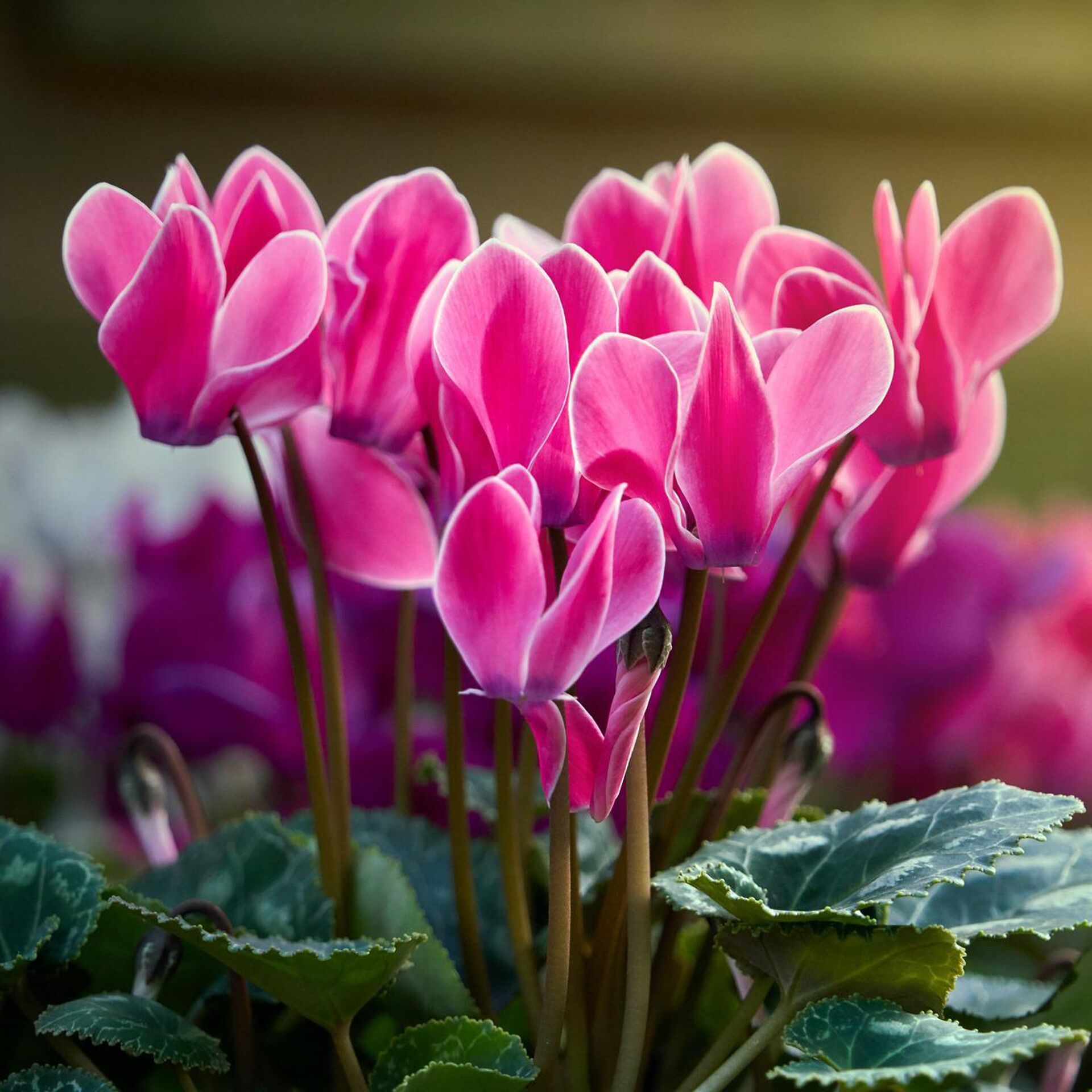 Цикламен персидский: очаровательный цветок с необычным характером