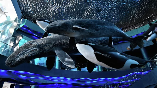 Макеты китов вПриморском океанариуме на острове Русский
