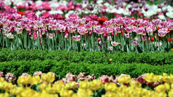 Цветение тюльпанов в ботаническом саду-институте ДВО РАН во Владивостоке