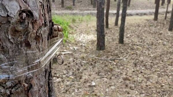 Растяжка в лесу, оставленная украинскими войсками на изюмском направлении