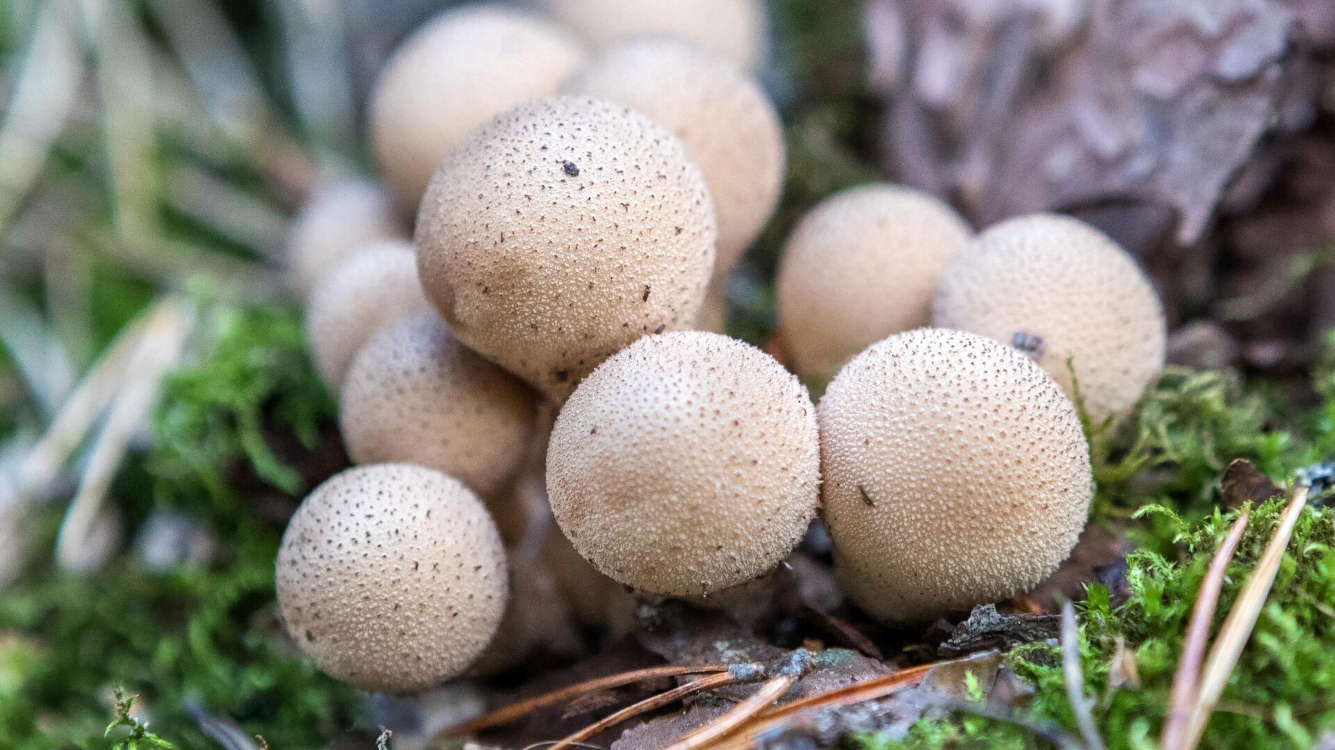 Описание съедобных грибов, растущих на деревьях