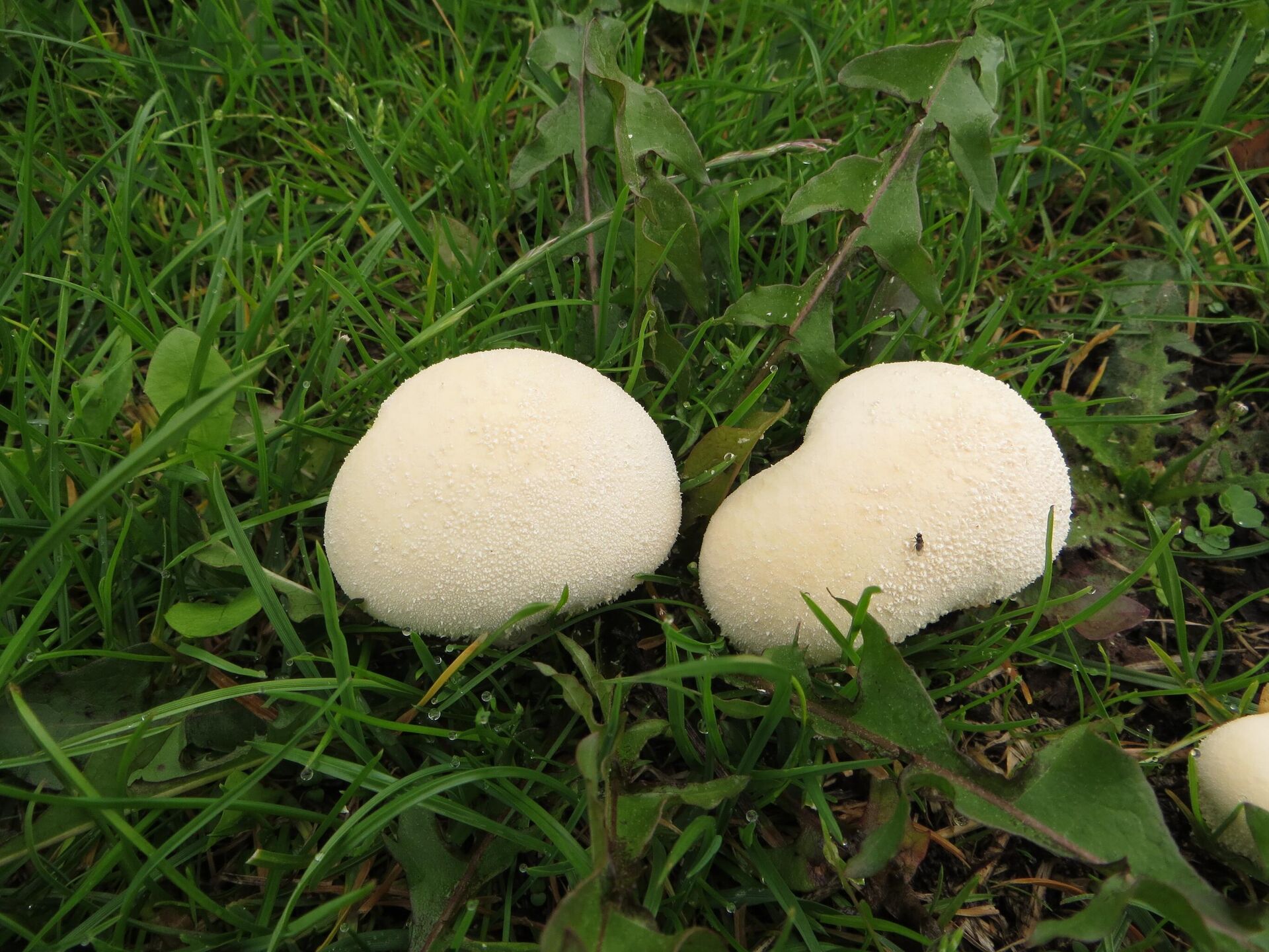 Дождевик съедобный — описание гриба, где растет, похожие виды, фото