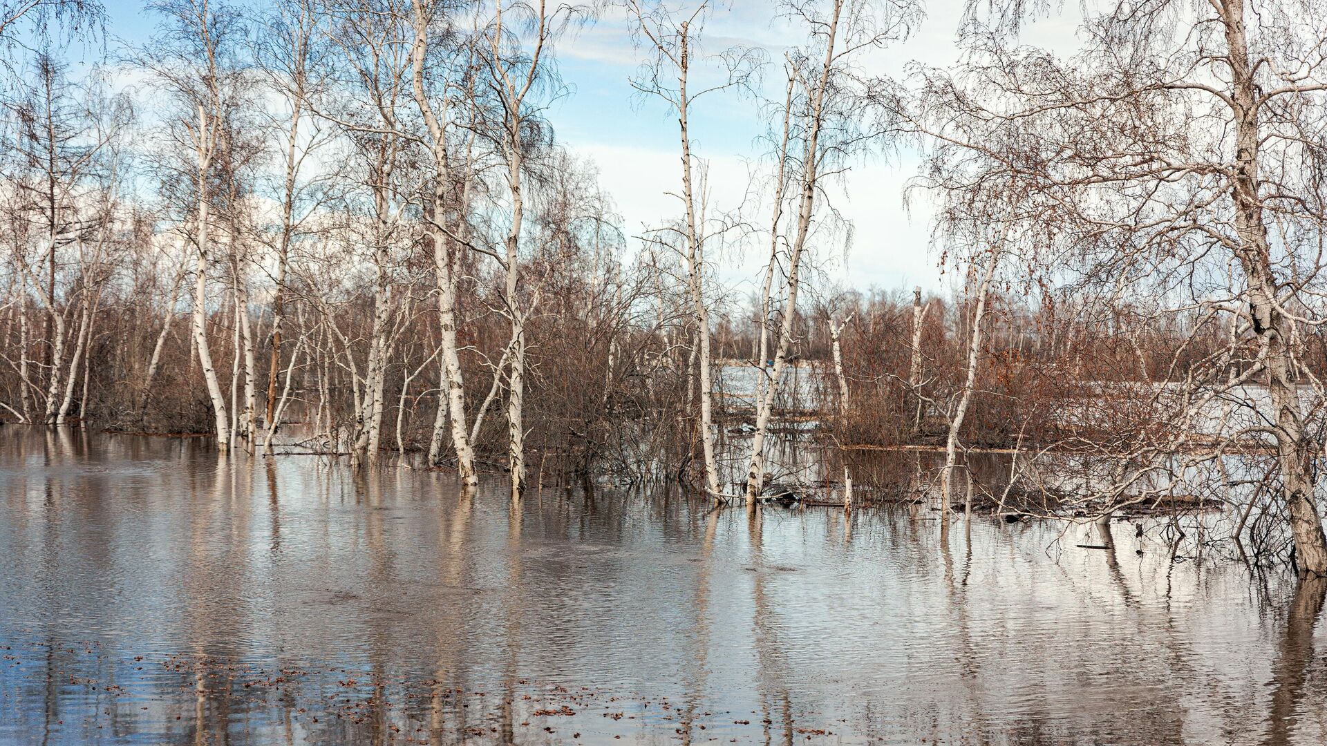 Подтопленные паводком березы  - РИА Новости, 1920, 07.05.2023