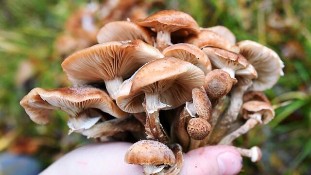Medové houby: kde rostou a kdy je sbírat?