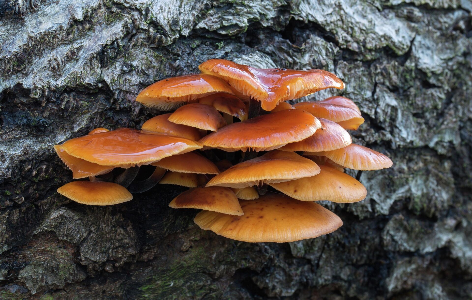Опята: описание грибов, как выглядят, где растут, двойники съедобных видов