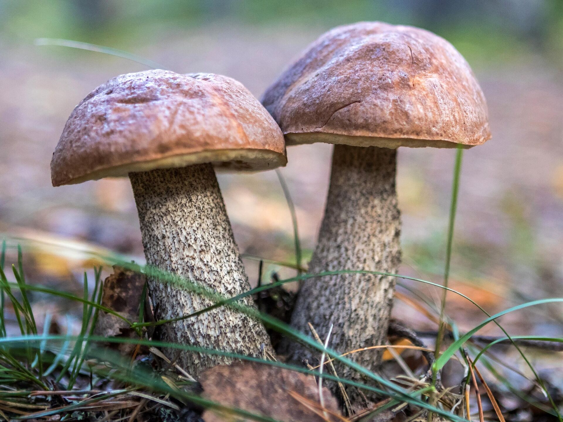 Домашняя ферма грибов: как вырастить собственные грибы за 6 шагов