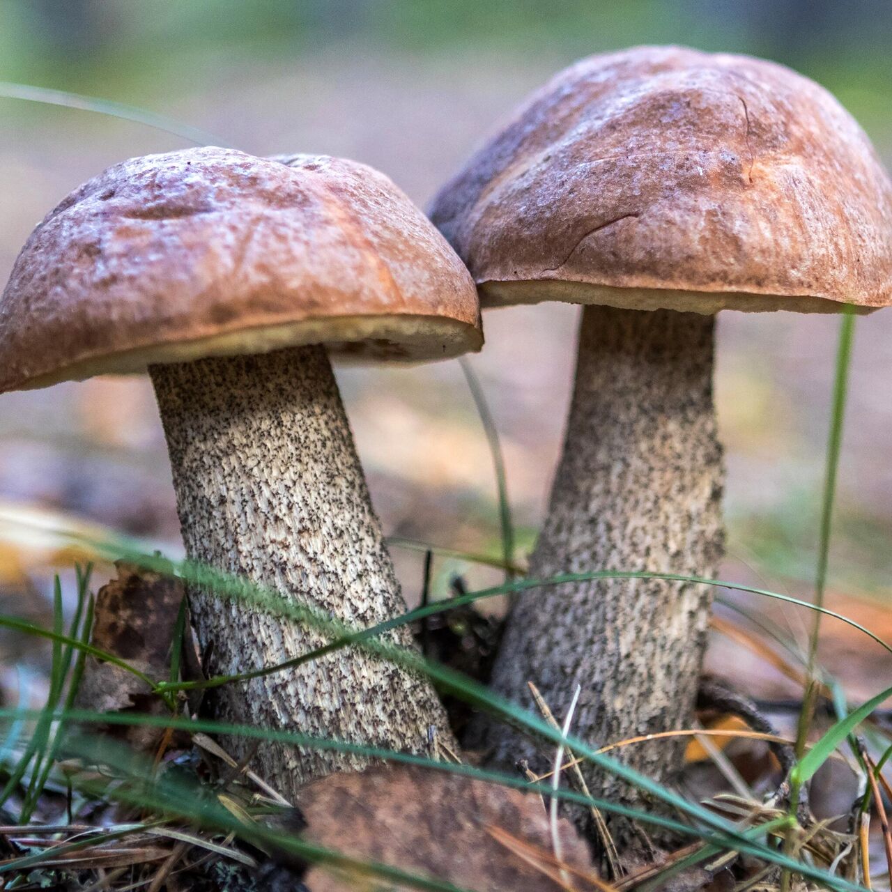 Что такое грибной лось и с чем его едят