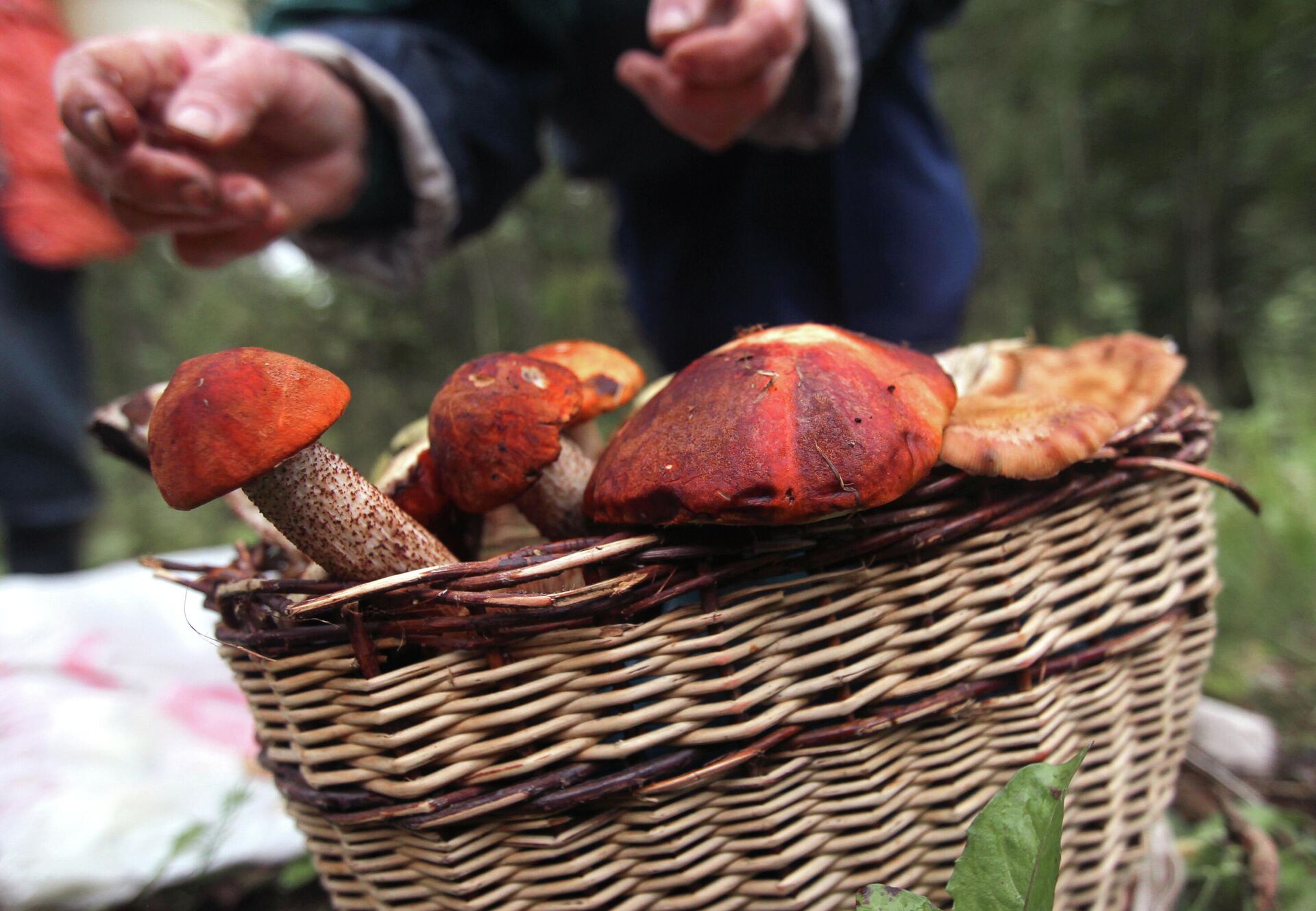 Подосиновик: описание гриба, где растет, съедобность, фото в лесу