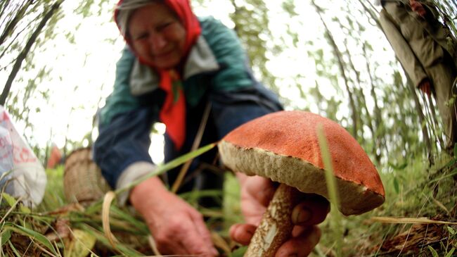 Сбор грибов в лесах Новгородской области