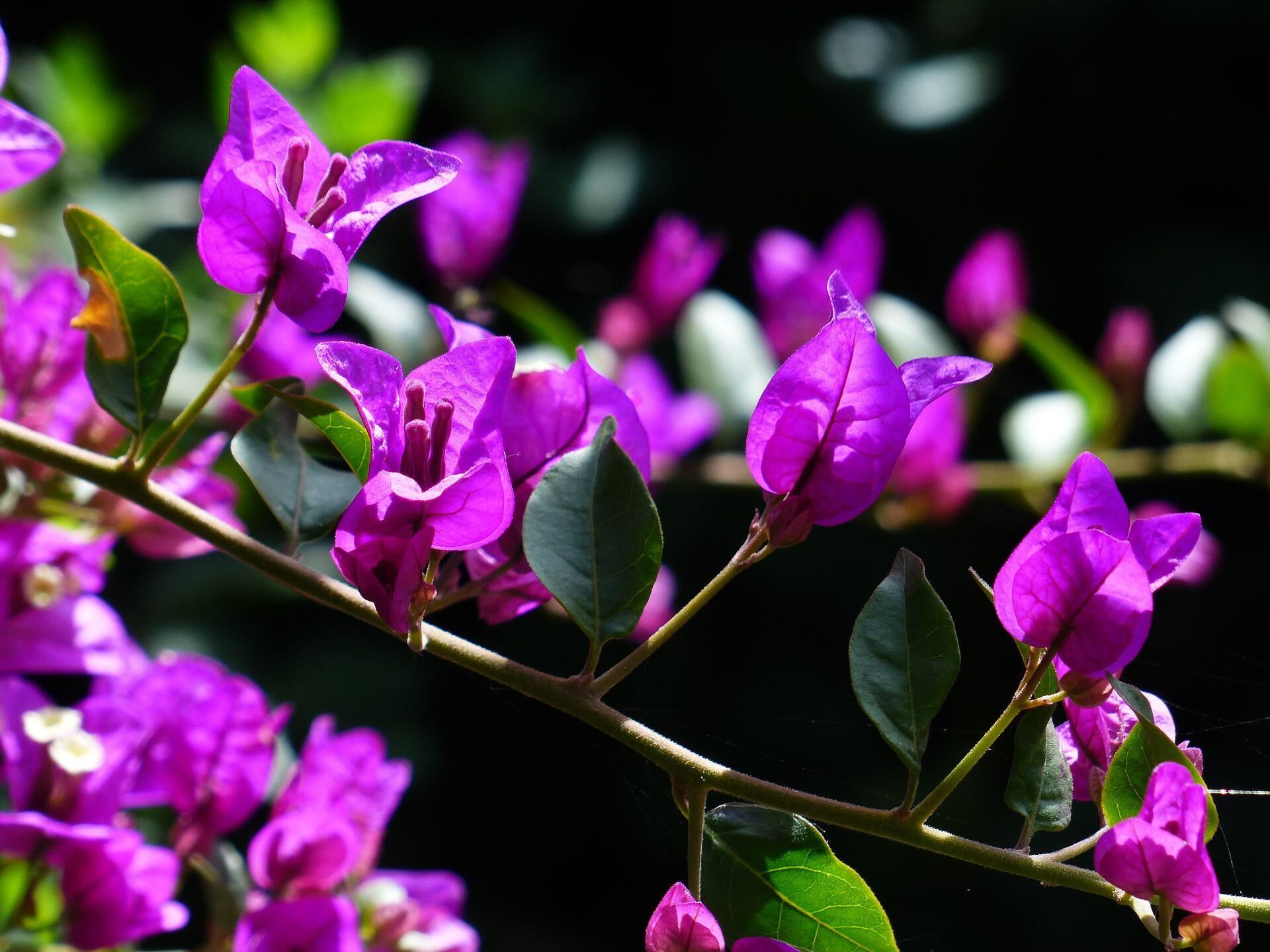 Bougainvillea glabra - РИА Новости, 1920, 23.05.2022