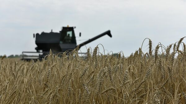 Уборка зерновых на поле