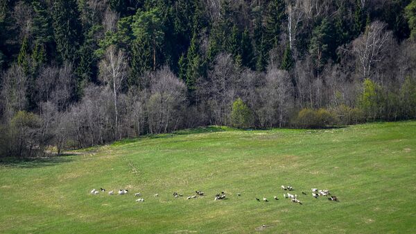 Овцы на поляне в Московской области