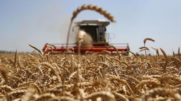 Уборка озимой пшеницы на поле