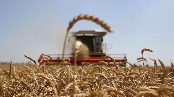 Уборка озимой пшеницы на поле в Усть-Лабинском районе Краснодарского края