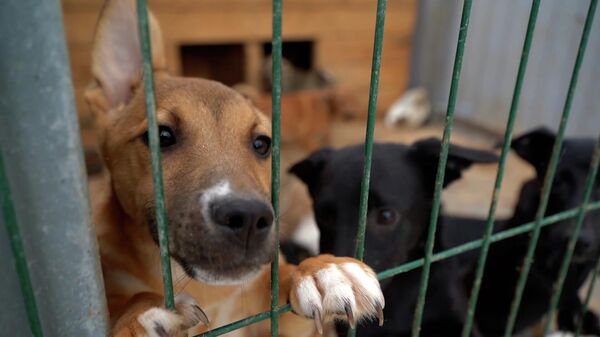 Волгоградский приют для животных столкнулся с трудностями из-за санкций