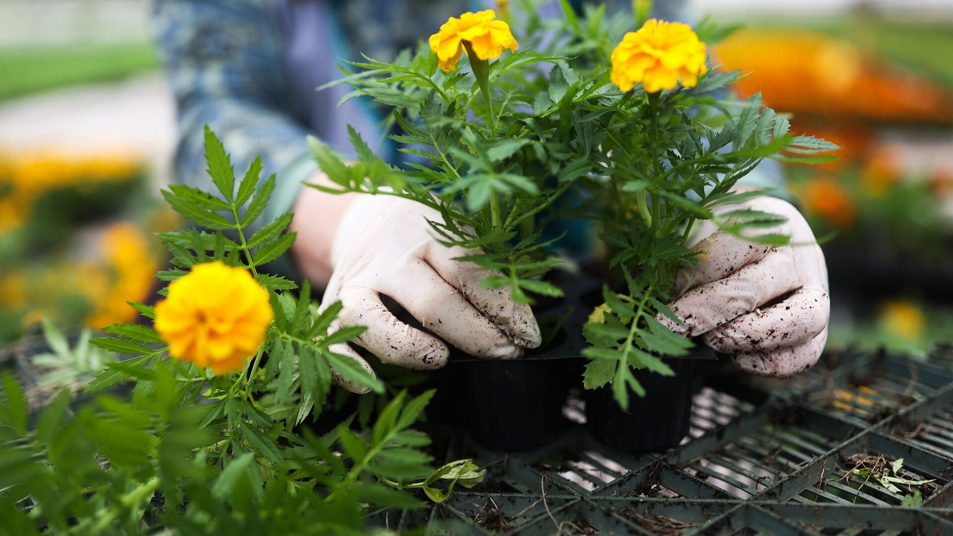 Какие комнатные растения могут быть смертельно опасными для здоровья - Новости | Караван