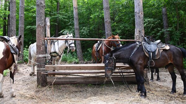 Лошади для конных прогулок в Белокурихе Алтайского края