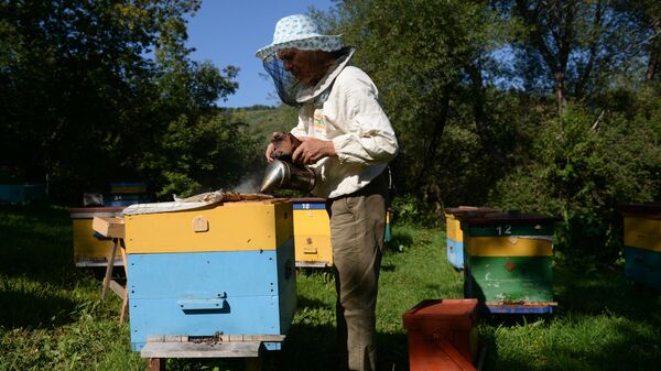 Пчеловод на пасеке в Усадьбе Медовая в городе-курорте Белокуриха в Алтайском крае