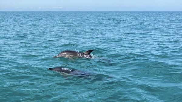 Дельфины в Пицунде