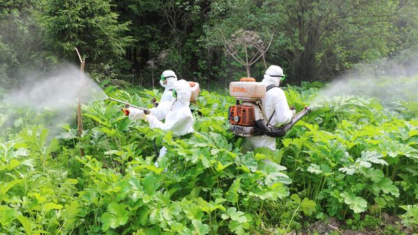 Сотрудники службы дезинфекции обрабатывают гербицидами борщевик в Подмосковье