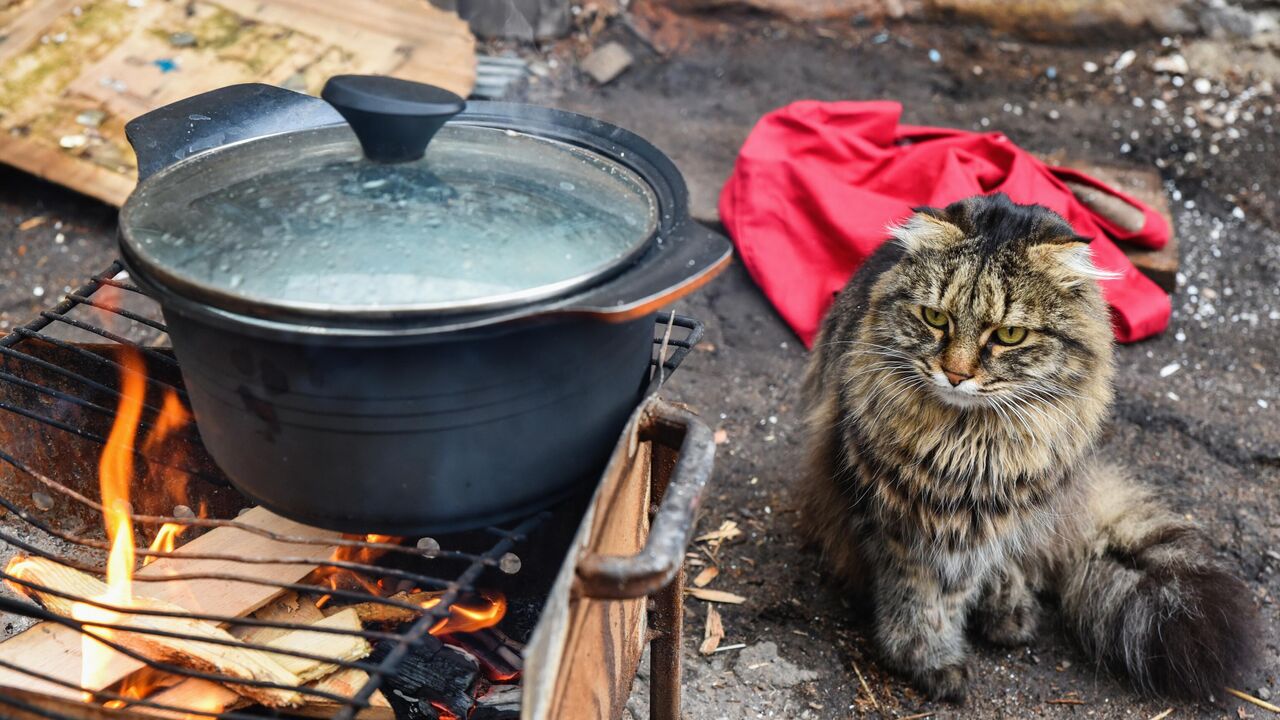 Кошачий приют в Пскове принял 43 