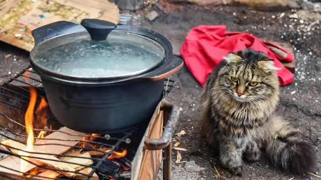 Кошка на улице в Мариуполе