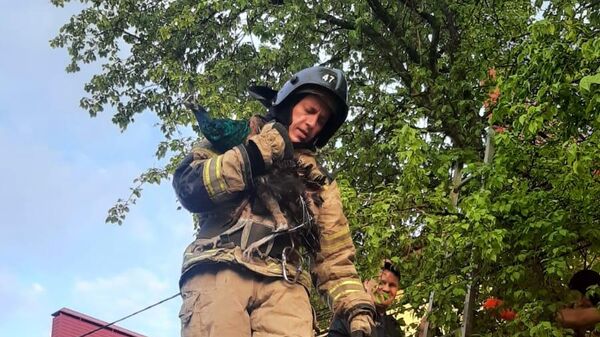 Сотрудники пожарно-спасательной части Первоуральска спасли павлина, который застрял в ветках дерева на территории детского сада
