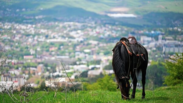 Лошадь пасется на вершине горы Малое Седло. В долине раскинулся город Кисловодск